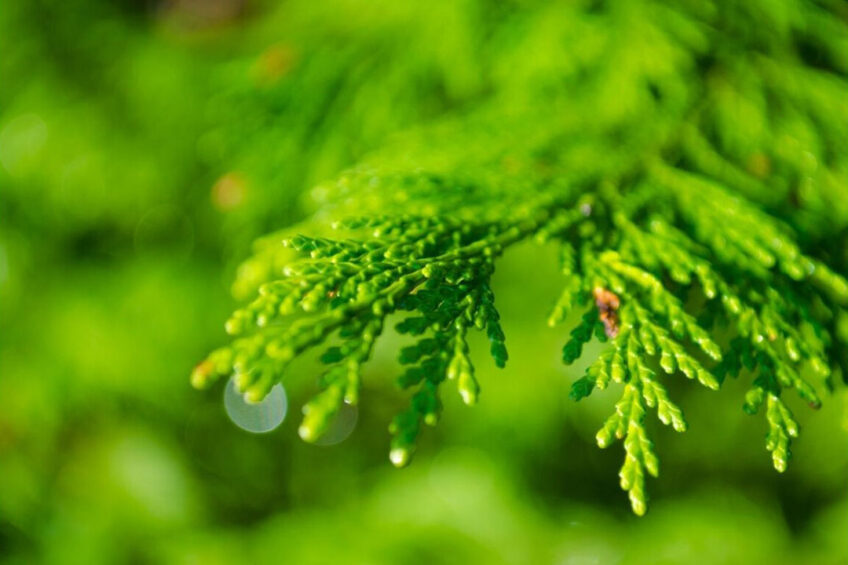 Russian scientists roll out coniferous feed additives Photo: Canva