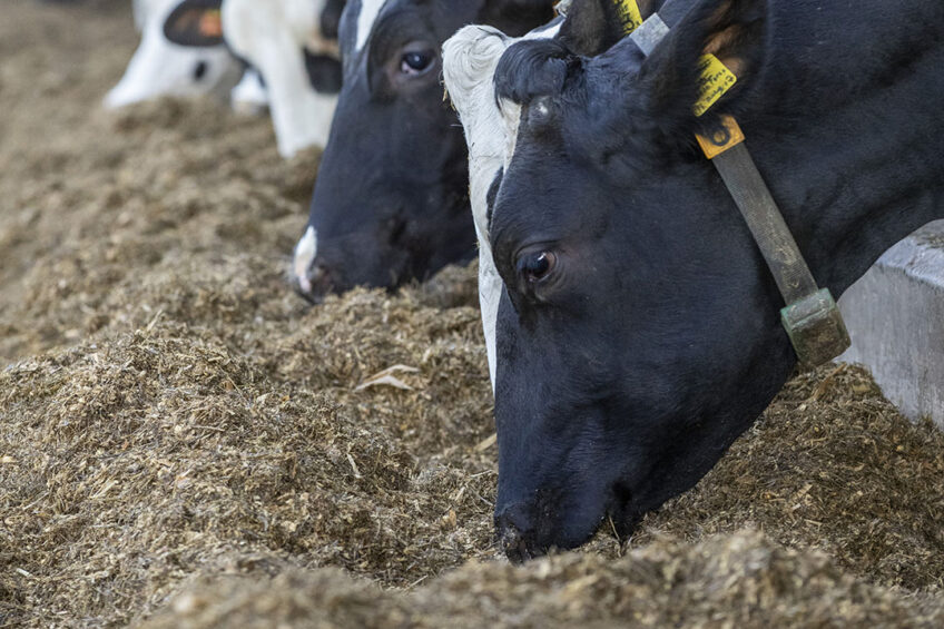 Each additive has a specific mode of action in the fermentation process and hence leads to improved animal health and performance. Photo: Anne van der Woude