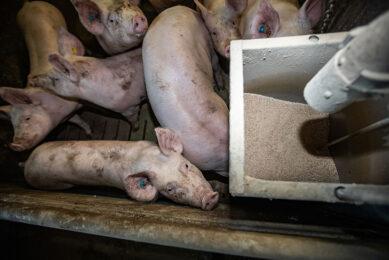 Vitamin and mineral levels given to pigs in China and Brazil exceed recommendations. Photo: Ronald Hissink