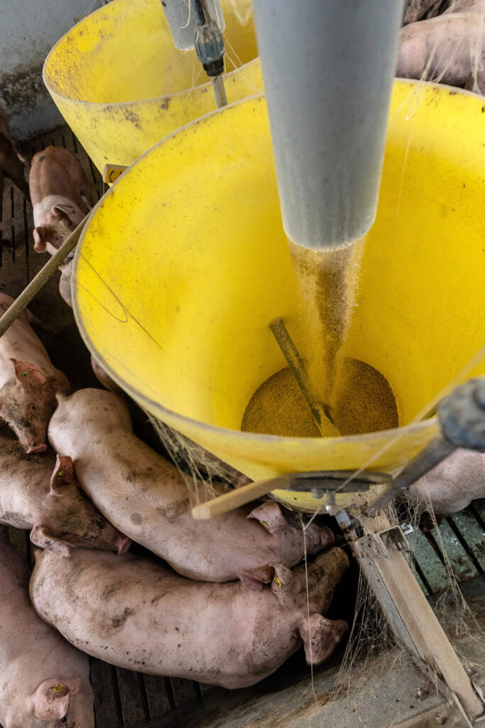 Improving feed efficiency can increase producer profitability. Photo: Herbert Wiggerman