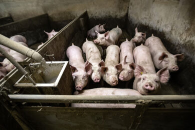 Feed efficiency may not be synonymous with cost efficiency Photo: Henk Riswick