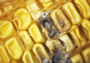 Maize contaminated by fungus as well as bacteria. - Photo: Dreamstime