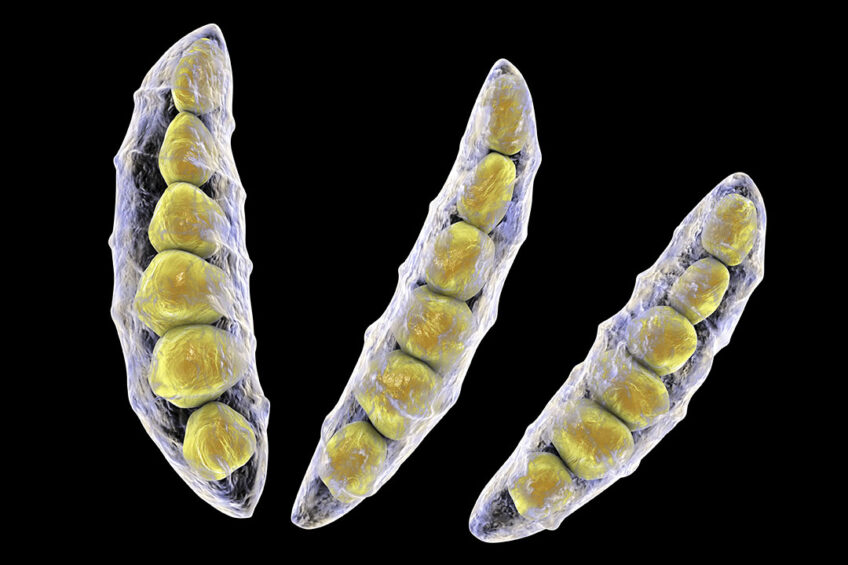 Artist's impression of the Fusarium fungus, which can lead to the presence of the mycotoxin DON in feedstuffs. Illustration: Shutterstock