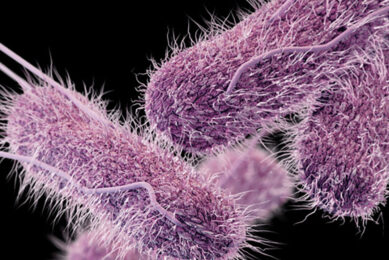 Pathogens and Prevention Special Photo: James Archer_CDC