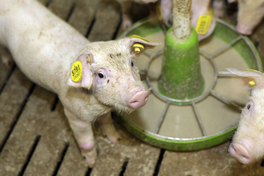 Weaned piglets on a transitional diet that is still provided in liquid form. Photo: Henk Riswick