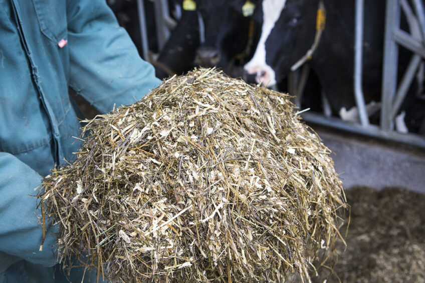Pre- and post-harvest approaches are 2 strategies to reduce the negative impact of mycotoxins in dairy industry. Photo: Anne van der Woude