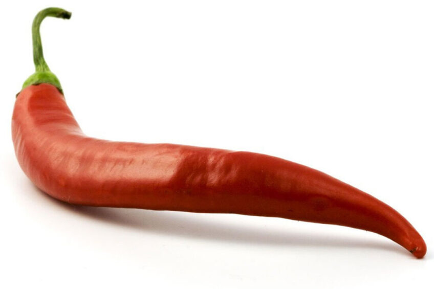 Capsaicin, the source of the spicy taste of chili pepper, has been proved to be benifical for animal health. Photo: Canva