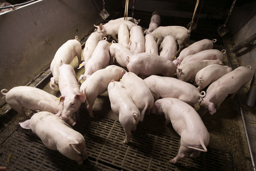 Regulating calcium level in pigs’ diets to buffer gut health Photo: Hans Banus