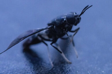 Black soldier fly eggs are given waste and in less than 2 weeks the larvae consume the waste, grow into adults from which co-products can be extracted. Photo: Entocycle