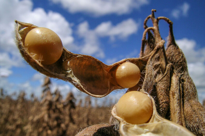 On the futures market in Chicago, the price of soy fell on Monday 23 May to about € 580 per tonne.  Photo: Canva