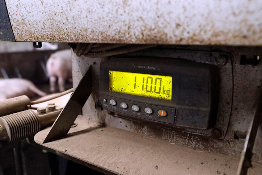A variety on the automatic feeding method, in which sows are weighed prior to being allocated a ration. That way they get a balanced portion every visit to the feeding station. - Photo: Bert Jansen
