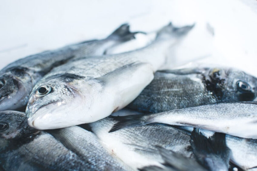 It is believed that Russia depends on imported fish feed for close to 80% of demand. Photo: Jakub Kapusnak