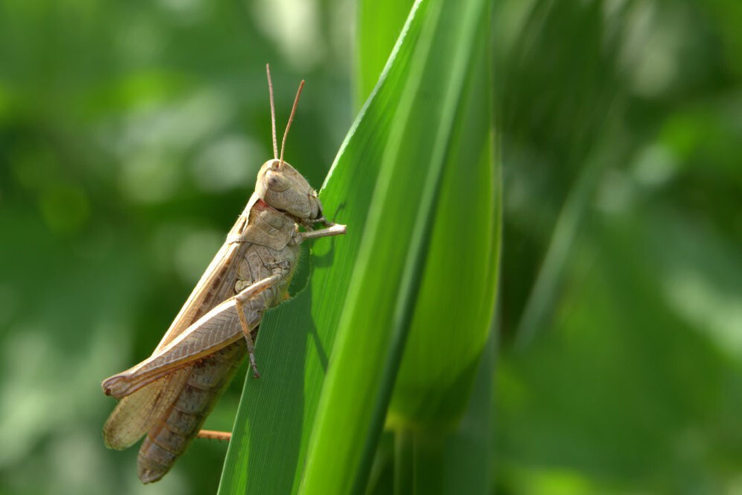 Could crickets as a protein ingredient replace fish meal or soybean meal? Photo: Canva