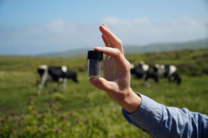 Feeding the supplement has reduced methane in cattle.