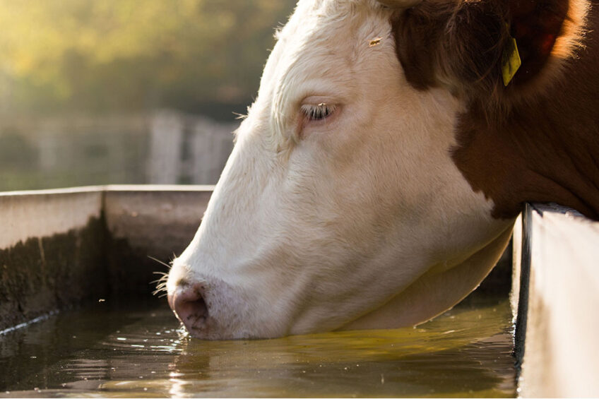 Under heat stress conditions, the cow loses water via the skin and respiration as she works to minimise her rise in body temperature. Photo: Canva