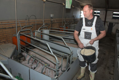 Anders Rold throwing a handful of activation feed into the lactation pens. Photos: Vincent ter Beek