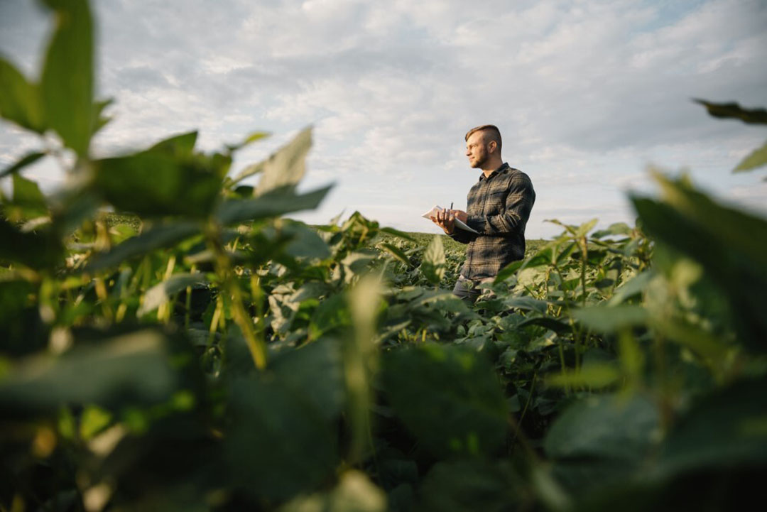 Soybeans are part of the legume family and through their unique root system can absorb nitrogen gas. Photo: Hamlet Protein