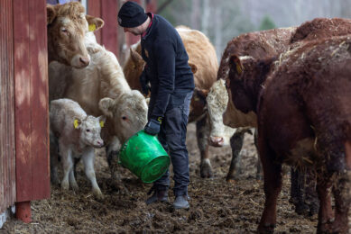 Steers being fed the supplement.