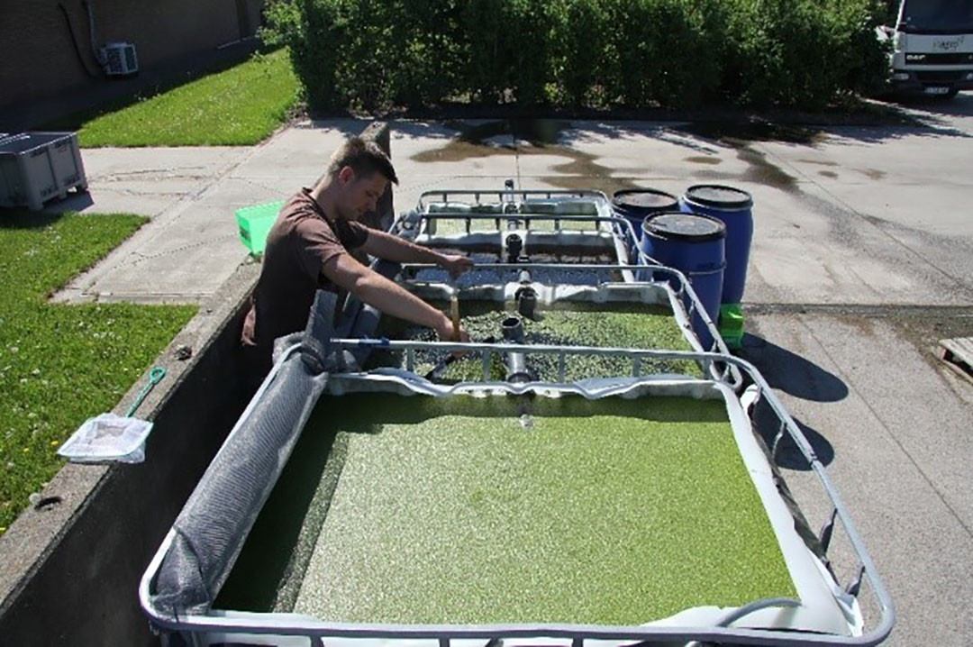 A group of scientists at Ghent University and Inagro vzw investigated if duckweed could grow in liquid pig manure. Photo: Inagro vzw