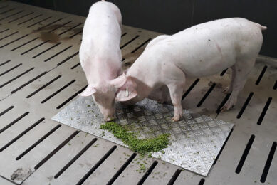 Duckweed growth was studied on a demonstration pig farm in Spain. The plant appears to be a high protein source for pigs. However, adding fresh duckweed to liquid feeding systems needs further examination. Photo: ANIA