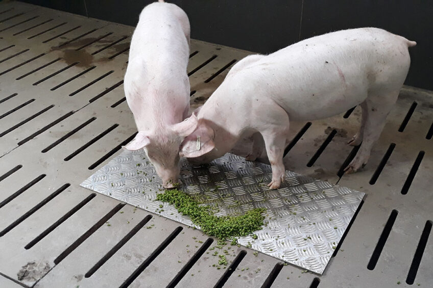 Making high-protein feed ingredients from pig waste - All About Feed