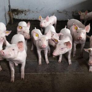 Weaning pigs have shown greater acceptance of the benefits of chickpeas. - Photo: Herbert Wiggerman