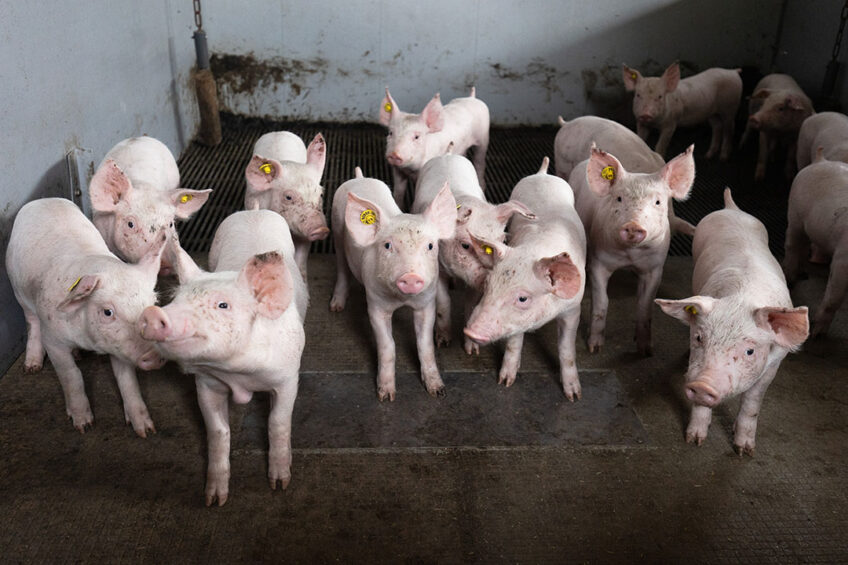 Weaning pigs have shown greater acceptance of the benefits of chickpeas. - Photo: Herbert Wiggerman