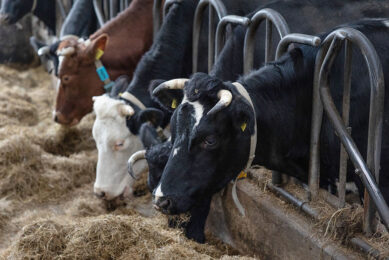 The use of yeast in cattle diets has resulted in improved rumen fermentation, animal health, milk yield, and adaptation to heat stress. Photo: Herbert Wiggerman