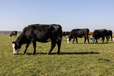 Researchers say that choice of grazing system, coupled with efficient manure management, could significantly reduce the environmental impact of milk production in the UK. Photo: Herbert Wiggerman