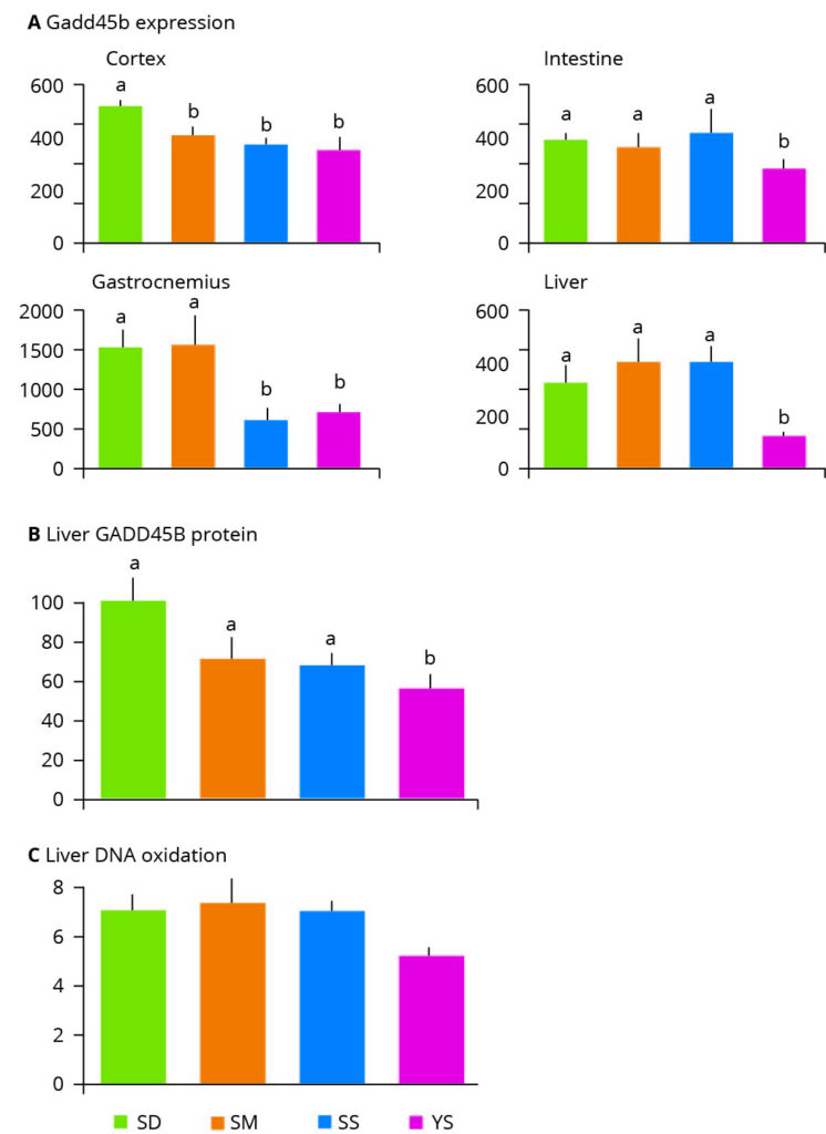 Figure 3 – Effect of selenium supplementation on markers of DNA damage. SD: selenium deficient, SM: chemically synthesized Se. SS: sodium selenite, YS: Selenium yeast. Values with different letters indicate statistically significant differences (P<0.05).
