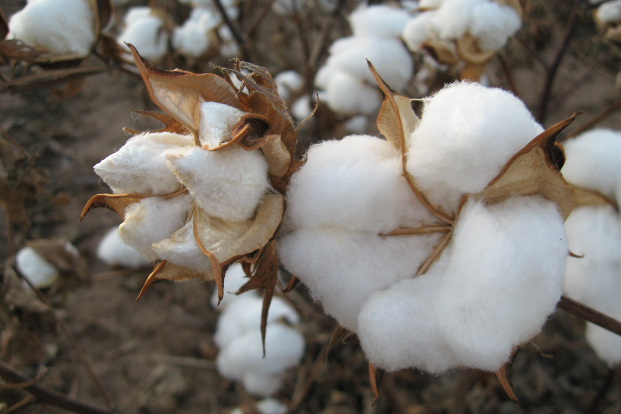 Bouxin: "Pode haver um novo interesse na importação de farelo de algodão não transgênico com a guerra na Ucrânia e as dificuldades envolvidas na importação de farelo de girassol não transgênico."  - Foto: Wikimedia