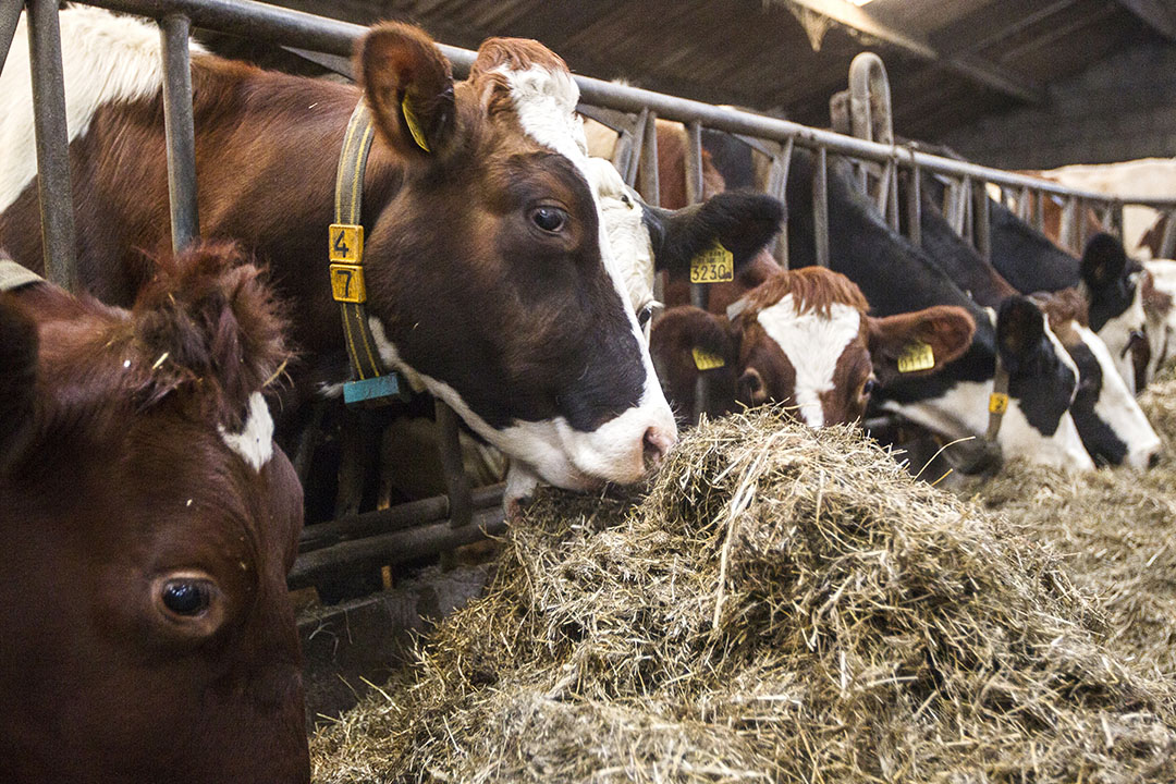 Probiotics improve live weight gain in dairy cattle by increasing nutrient utilisation and improving nitrogen retention. Photo: Ronald Hissink