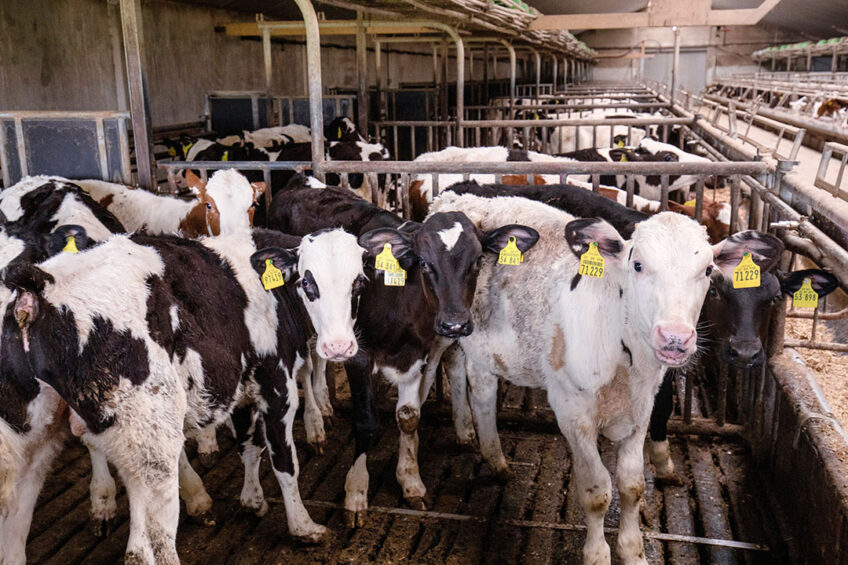 Supplementation with probiotics is recommended to improve rumen development and the health status of  Holstein calves. Photo: Herbert Wiggerman