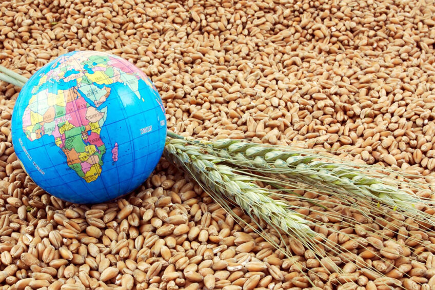 FAO raises wheat harvest forecast Photo: Canva