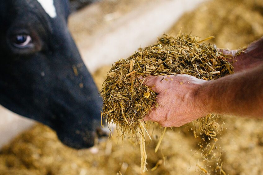 Feed has the potential to influence up to 80% of a farm’s carbon footprint. Photo: Koos Groenewold