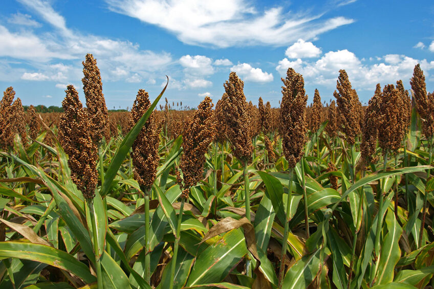 Sorghum Nutrition Uses Description Britannica 42 OFF