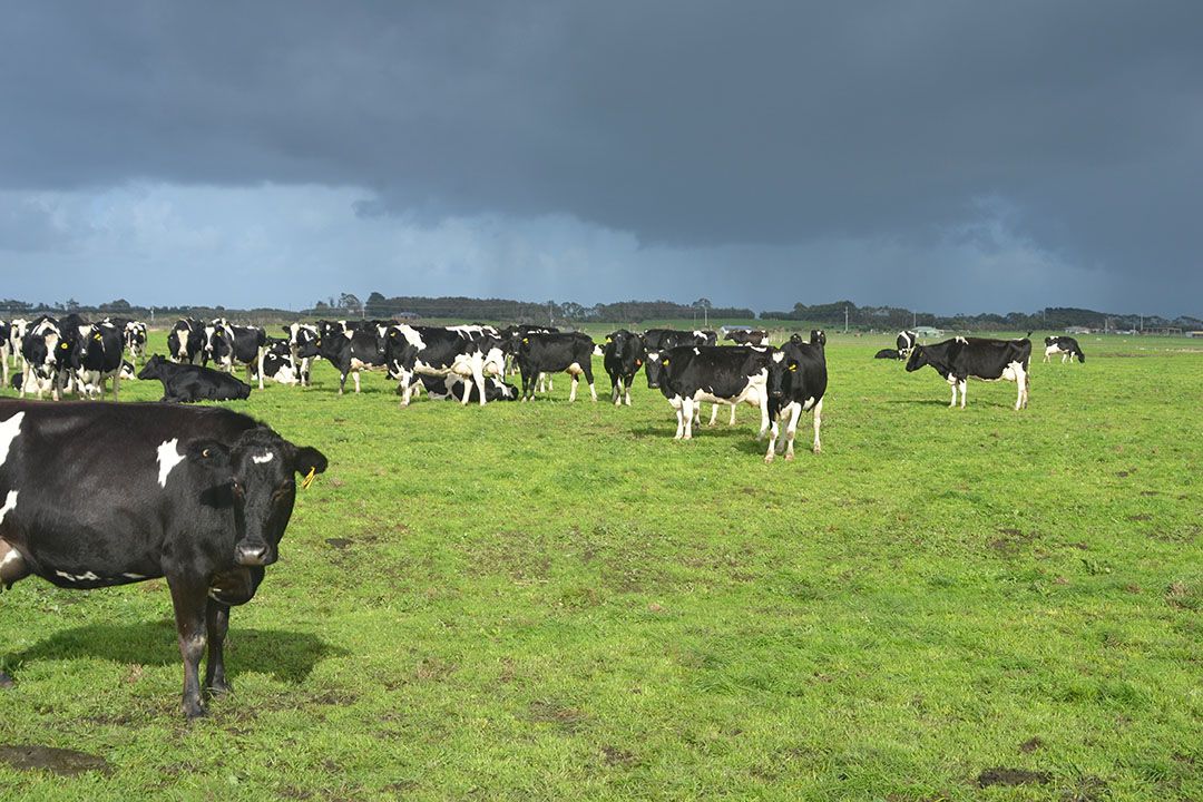 Will and his father, Rob, run 300 Illawarra dairy cows on their 130 ha milking platform near Jellat Jellat, in the Bega Valley of New South Wales. Photo: Will Russell