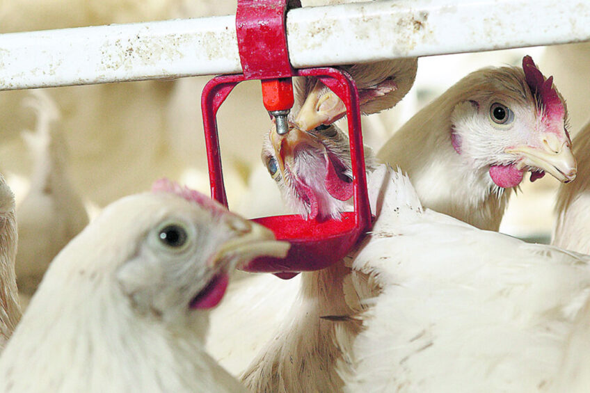 The use of MRF in poultry diets can reduce the need for antibiotics. Photo: Jan Willem Schouten