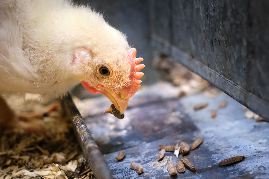 The aim of the InsectFeed programme is to evaluate and shape the value chain around the use of insects as poultry feed.