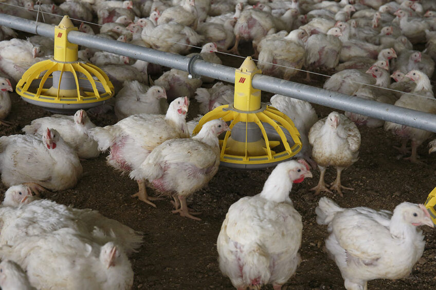 Supplementation with a post-biotic yeast cell wall-based blend and yeast cell wall extract can help to mitigate the mycotoxin impact in broilers. Photo: Hans Prinsen