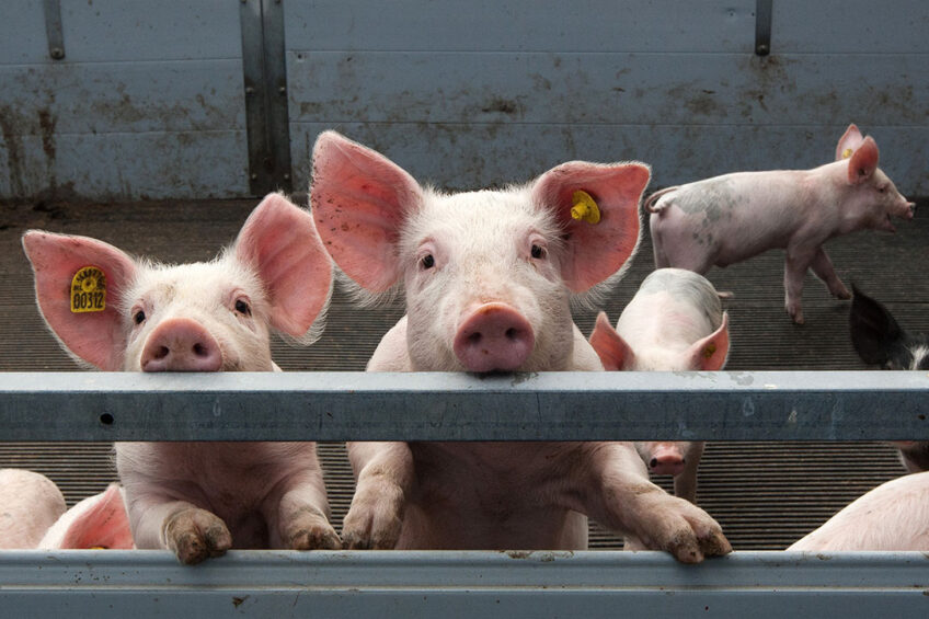 It was shown that E. coli counts were reduced by 76% when piglets were fed aZnO compared to the control group receiving feed grade ZnO. Photo: Henk Riswick