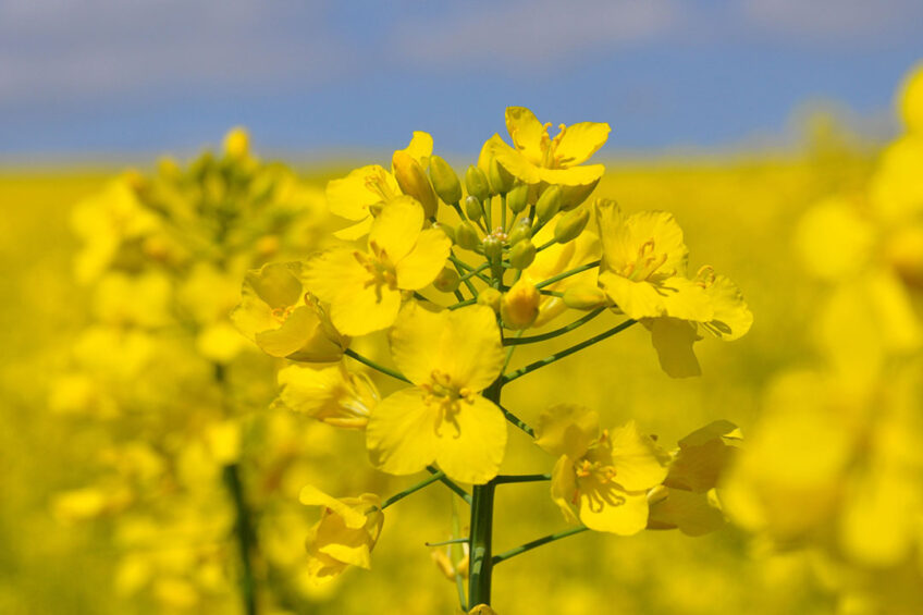 War in Ukraine could have lasting impact on oilseed markets