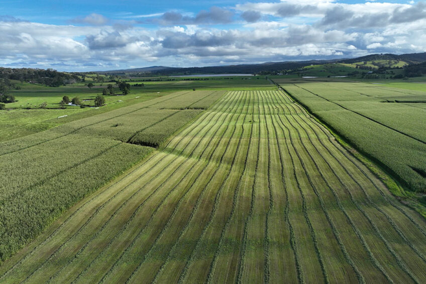 The Russell family grows 15 ha of corn for silage each year. Photo: Will Russell