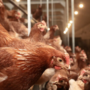 Feed is one of the largest costs in the poultry industry. Low-quality feed and mycotoxin contamination in feedstuffs adversely affect poultry health, welfare, and production performance. Photo: Henk Riswick