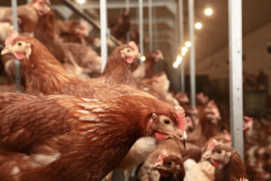 Feed is one of the largest costs in the poultry industry. Low-quality feed and mycotoxin contamination in feedstuffs adversely affect poultry health, welfare, and production performance. Photo: Henk Riswick