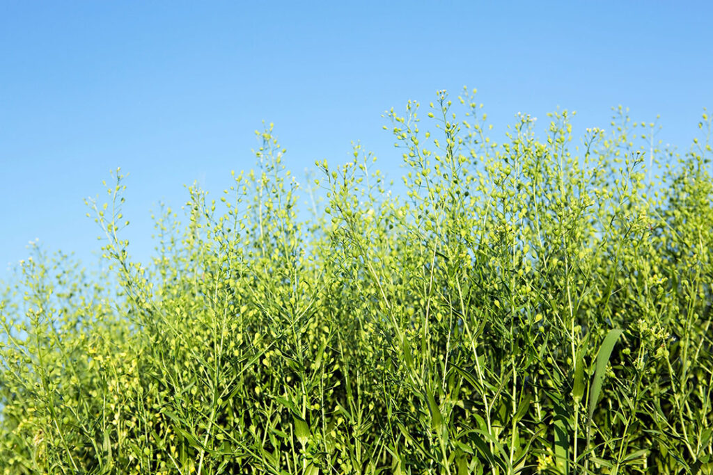 Camelina crop. Photo: Canva