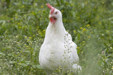 Chickens are extremely efficient in converting simple, low-quality feed ingredients into valuable protein-rich food such as eggs and meat. Photo: Hans Banus