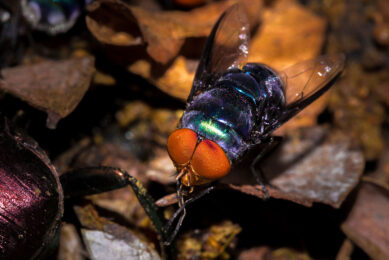 Scientists studied the composition and content of fatty acids in the larvae of the green blowfly Lucilia sericata grown on a standard feed from poultry waste and fed with the addition of camelina oil rich in alpha-linolenic acid. Photo: Canva