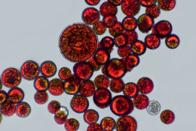 Haematococcus pluvialis is a microalgae species rich in astaxanthin, a red pigment that belongs to a group of chemicals called carotenoids, that makes a pink colour to salmon fish and improves the nutrient profile of fish.  Photo: Canva