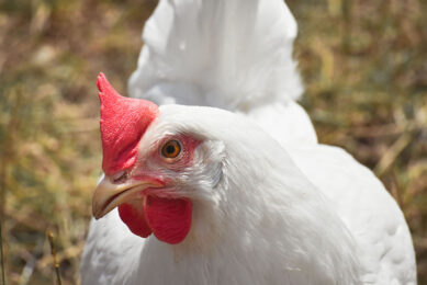 It is estimated that up to 16% of broilers in a given farm are lame. Photo: Canva